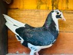 Pigeons
