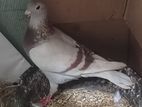Pigeons