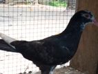Pigeon