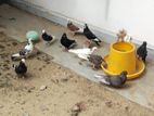 Pigeon