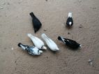 Pigeon