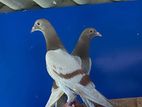Pigeons