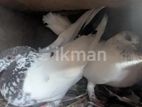 Pigeon