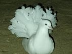 Pigeons