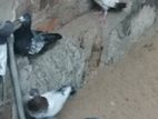 Pigeon