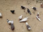 pigeon