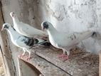 Pigeons