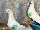 Pigeon