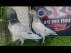 Pigeon