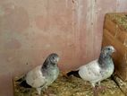 Pigeon