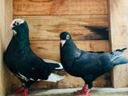 Pigeon