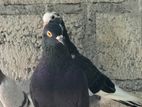 Pigeons