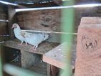 Pigeon