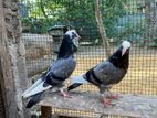 Pigeon