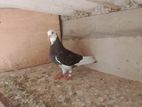 Pigeon