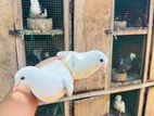 Pigeon