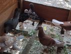 Pigeon