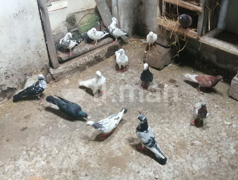Pigeon for Sale in Sainthamaruthu | ikman