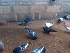 Pigeons