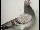 Pigeon