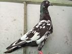Pigeon