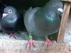 Pigeon