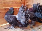 Pigeons