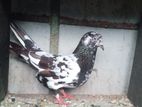 Pigeon