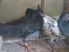 pigeon
