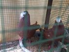 Pigeons