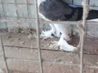 Pigeon