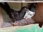 Pigeons