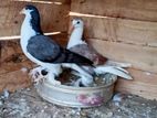 Pigeons