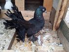 pigeon