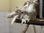 Pigeon
