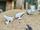 Pigeon