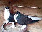 Pigeon