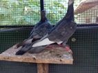 Pigeons