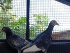 Pigeons