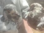 Pigeon