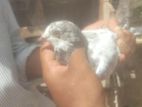 pigeon