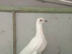 Pigeon