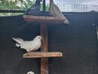 Pigeon