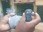 pigeon