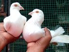 Pigeons