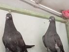 Pigeon