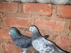 Pigeon