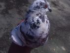 Pigeon