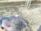 Pigeon