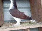 Pigeon
